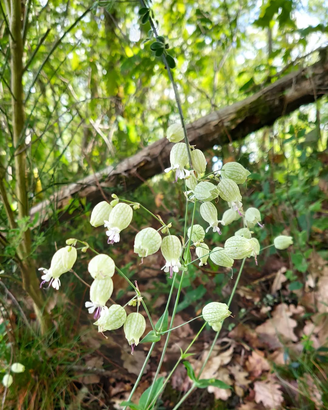 Photo by Philippe Moustie in Les Cabanes des Benauges.