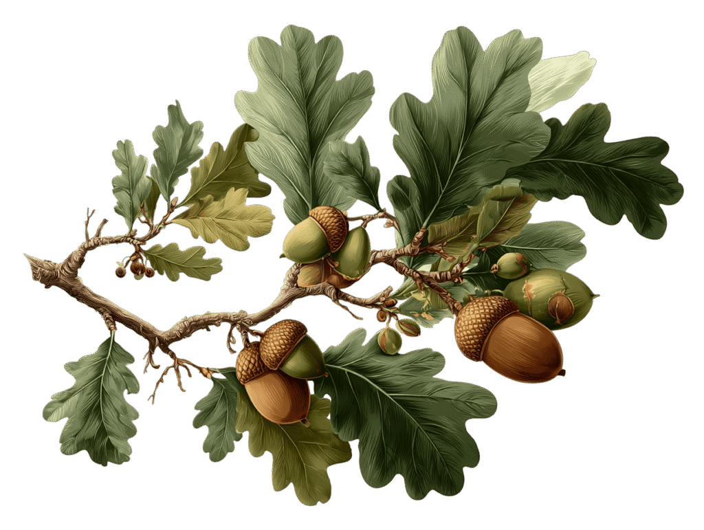 vecteur branche arbre